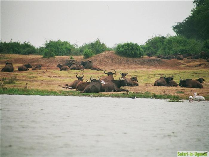 Queen Elizabeth National Park – Image 10
