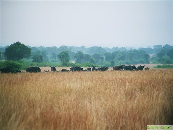 Queen Elizabeth National Park – Image 11