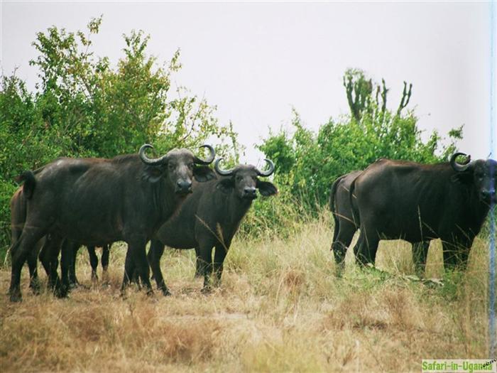 Queen Elizabeth National Park – Image 12