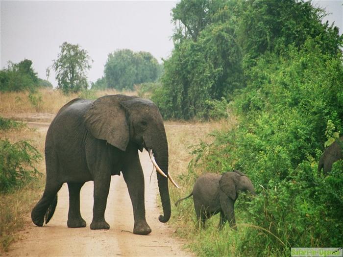 Queen Elizabeth National Park – Image 23
