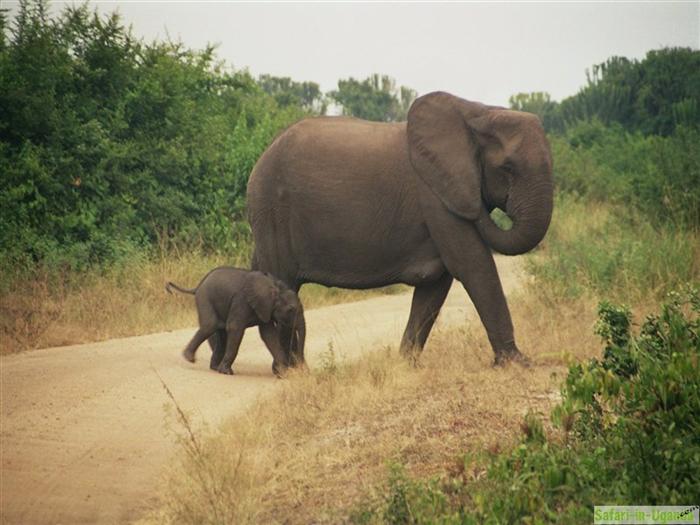 Queen Elizabeth National Park – Image 24