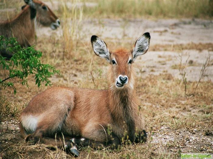 Queen Elizabeth National Park – Image 25