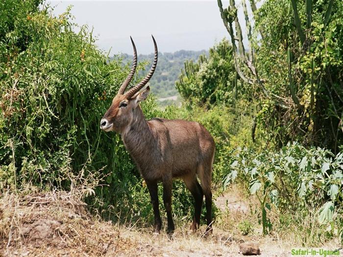 Queen Elizabeth National Park – Image 26