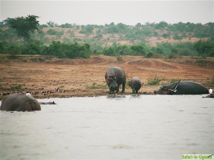 Queen Elizabeth National Park – Image 27