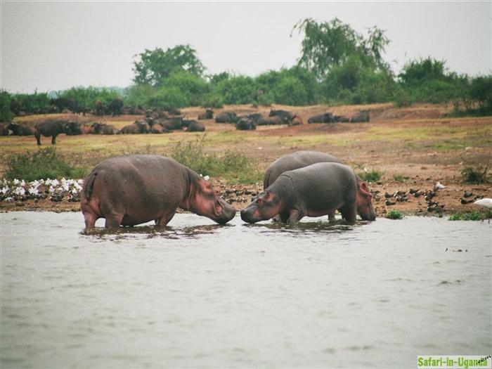 Queen Elizabeth National Park – Image 28