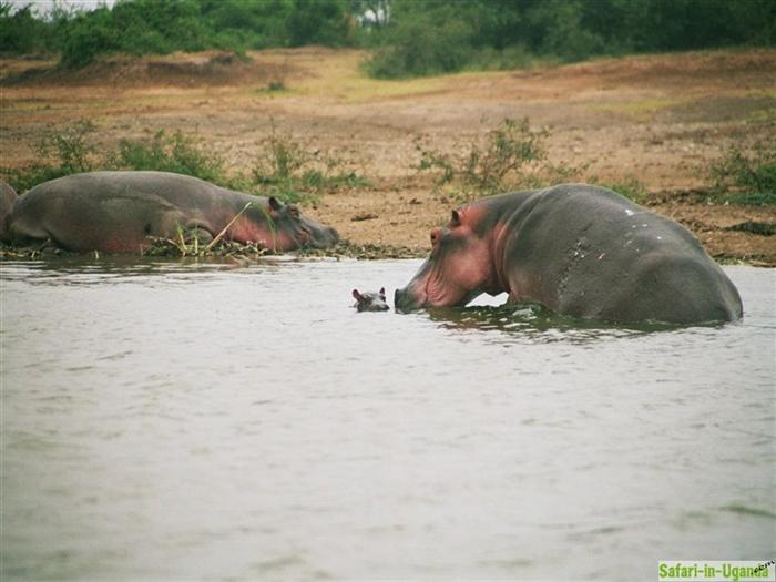 Queen Elizabeth National Park – Image 29