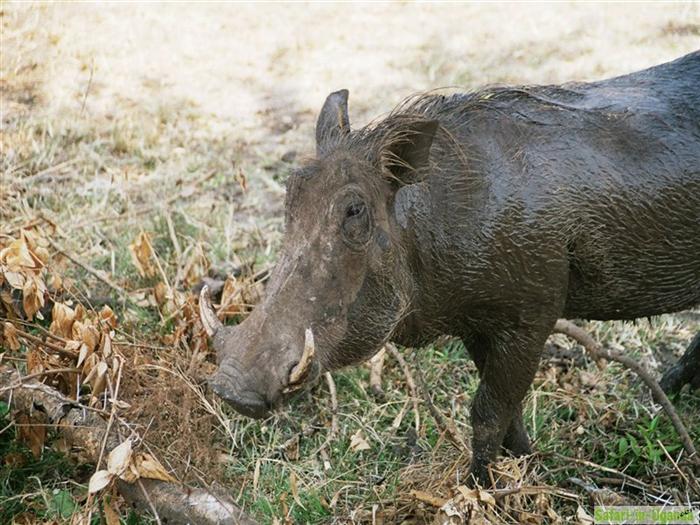 Queen Elizabeth National Park – Image 32