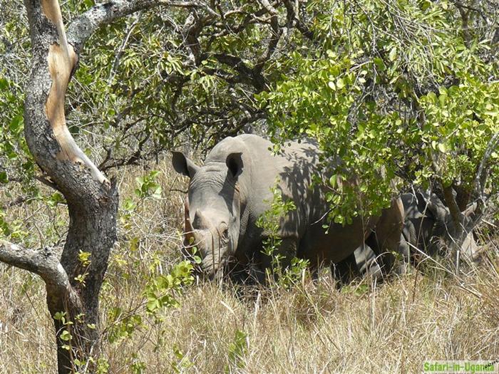 Ziwa Rhino Sanctuary – Bild 4