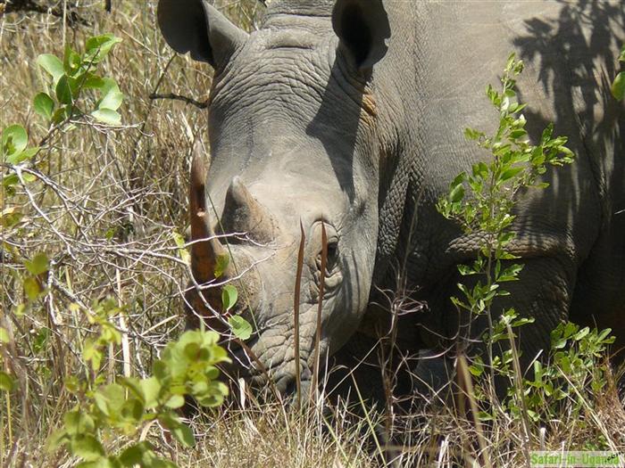 Ziwa Rhino Sanctuary – Bild 5