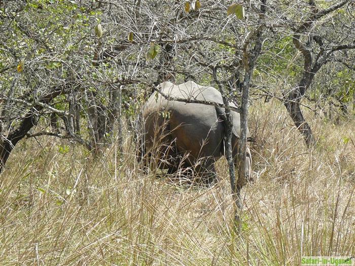 Ziwa Rhino Sanctuary – Bild 7