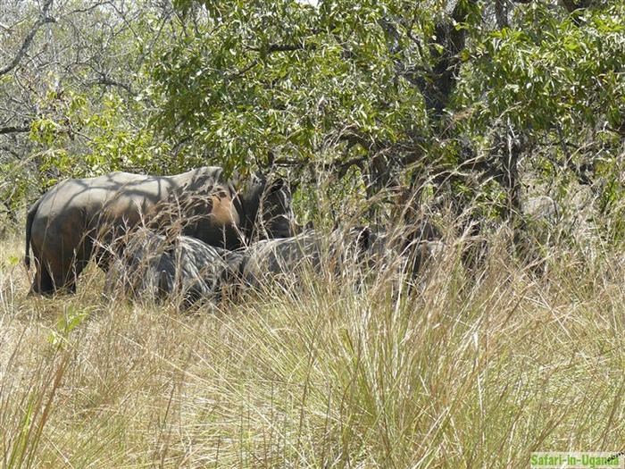 Ziwa Rhino Sanctuary – Bild 8